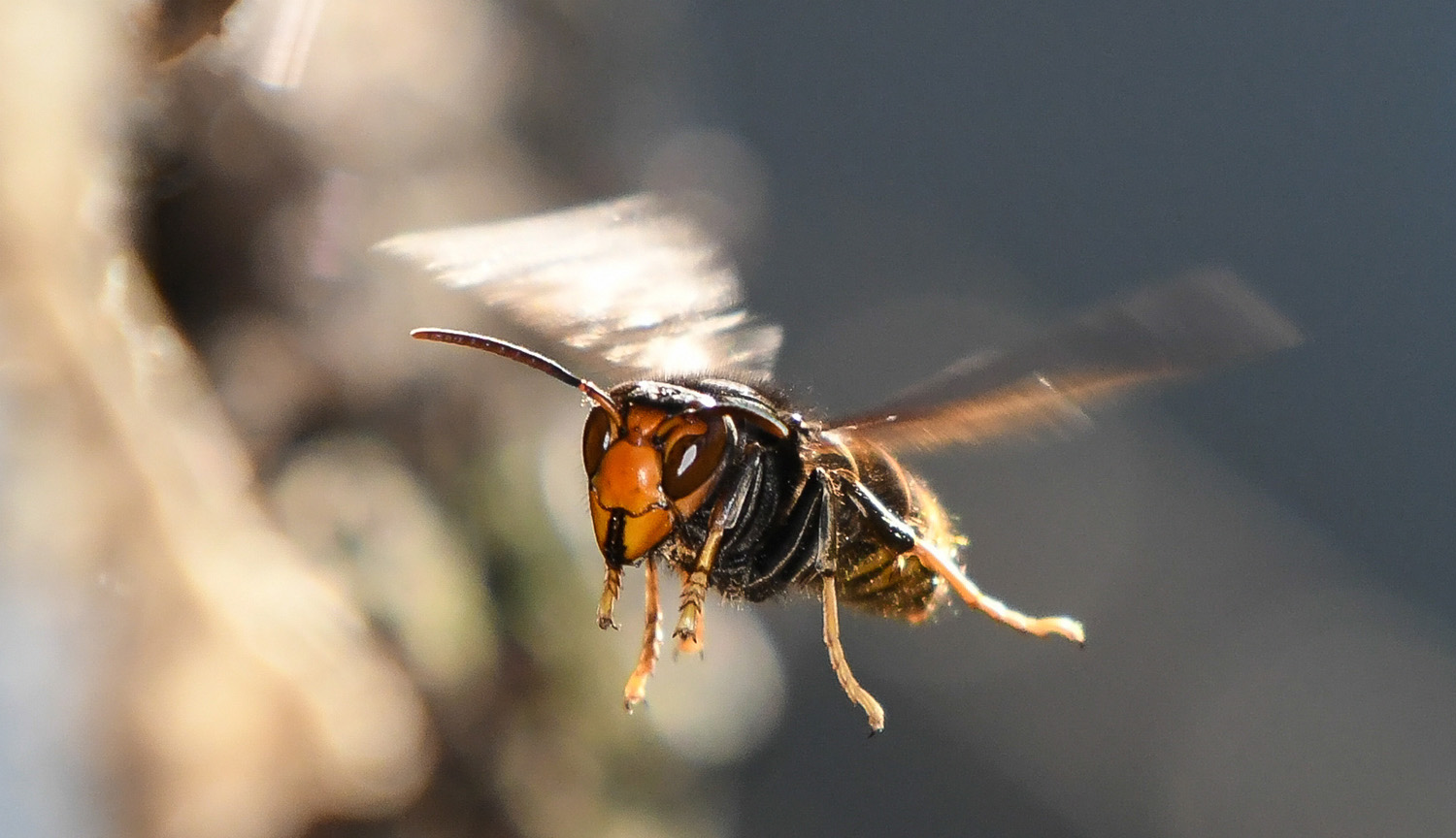 Yellow-Legged Hornet Update: Is Glenfield and Birkdale’s Biosecurity Battle Turning?